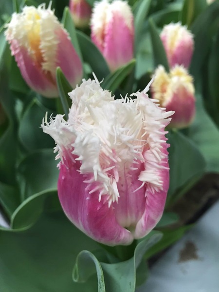 Tulip Frill Hawaii - Tulips - Flowers and Fillers - Flowers by category